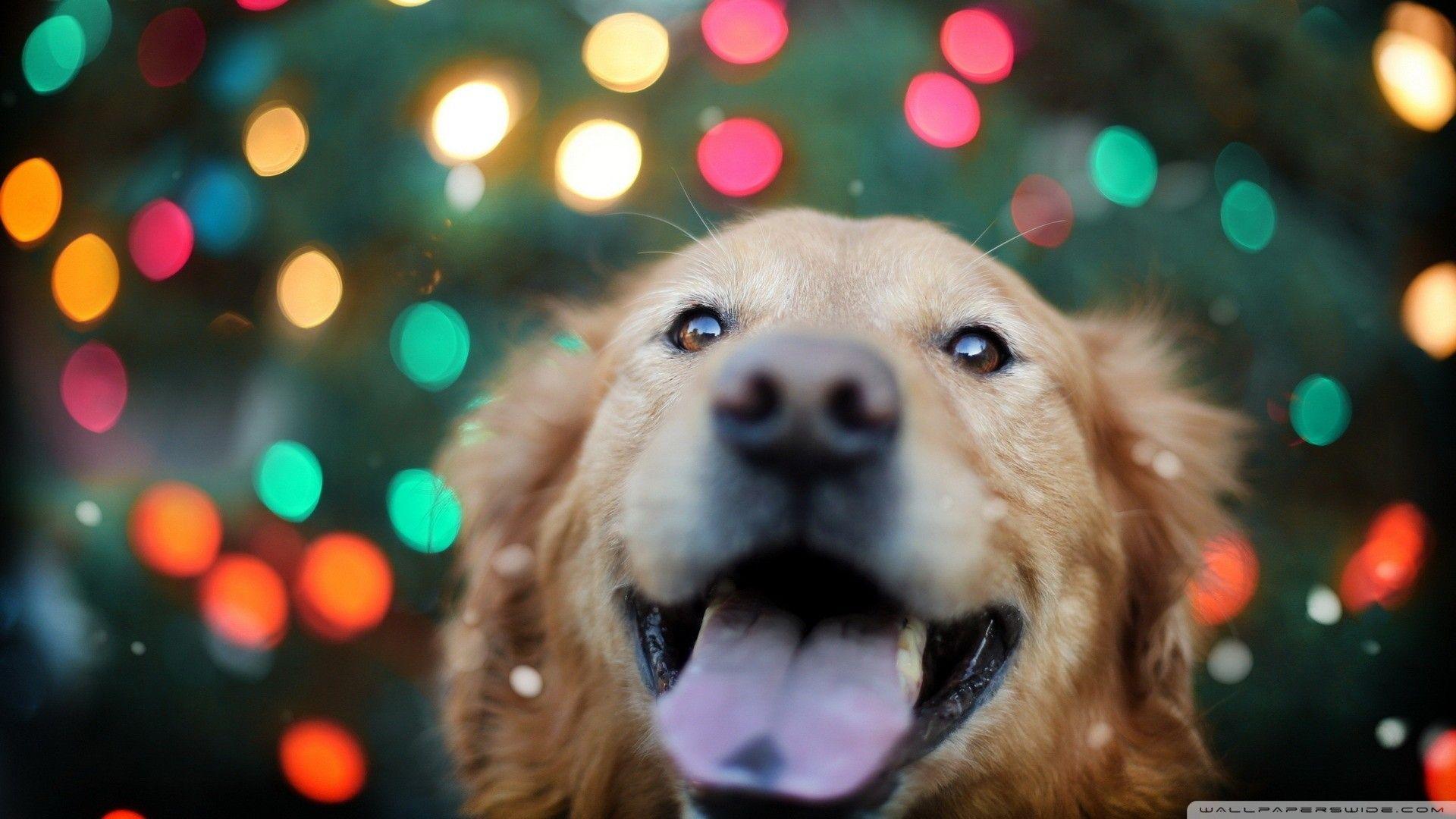 Colorful Dog Wallpapers Top Nh???ng H??nh ???nh ?????p