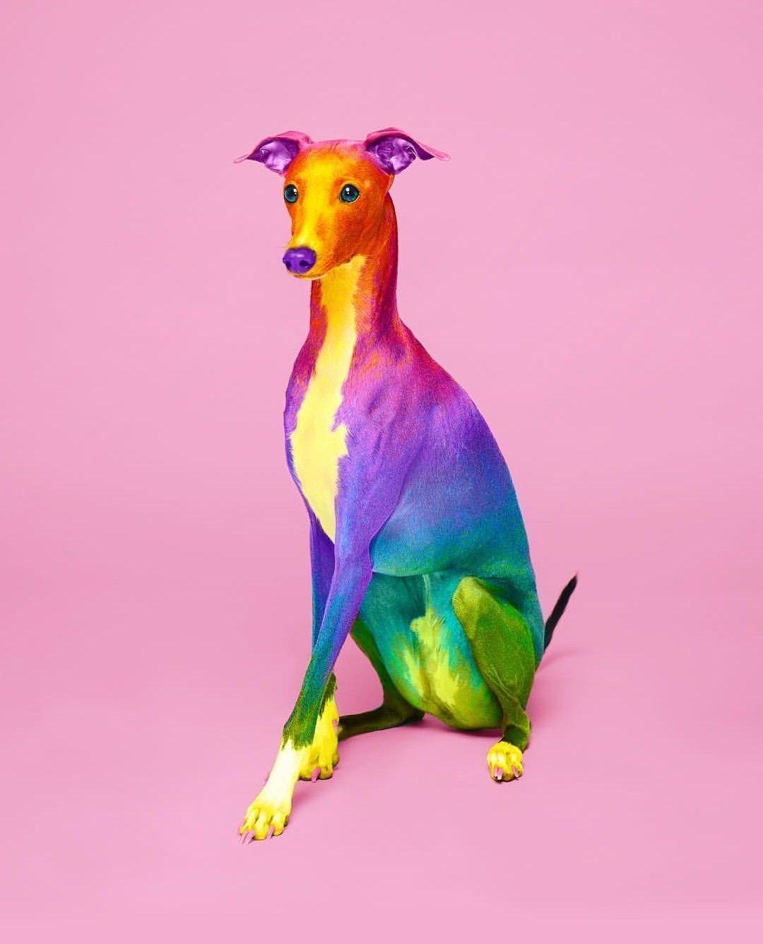Rainbow Dog Wallpapers Top Free Rainbow Dog Backgrounds WallpaperAccess