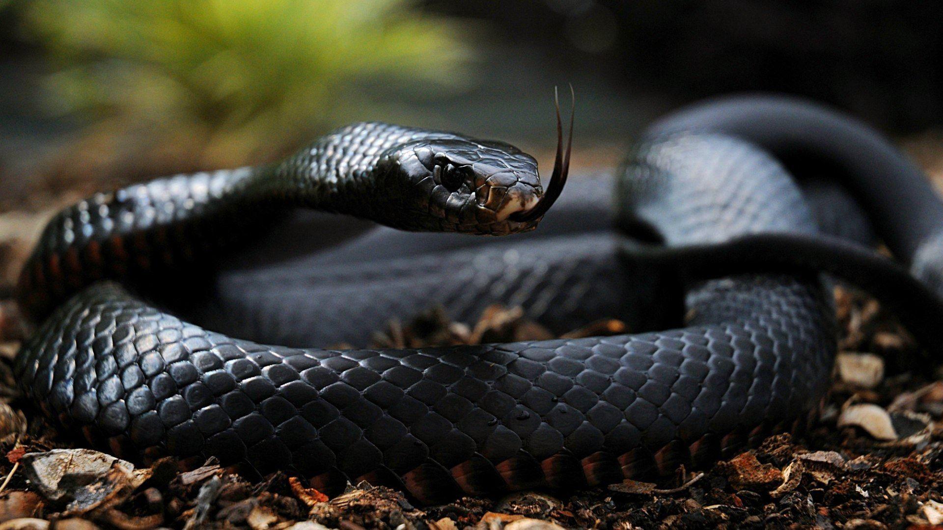 Black Mamba Snake Wallpapers Top Free Black Mamba Snake Backgrounds
