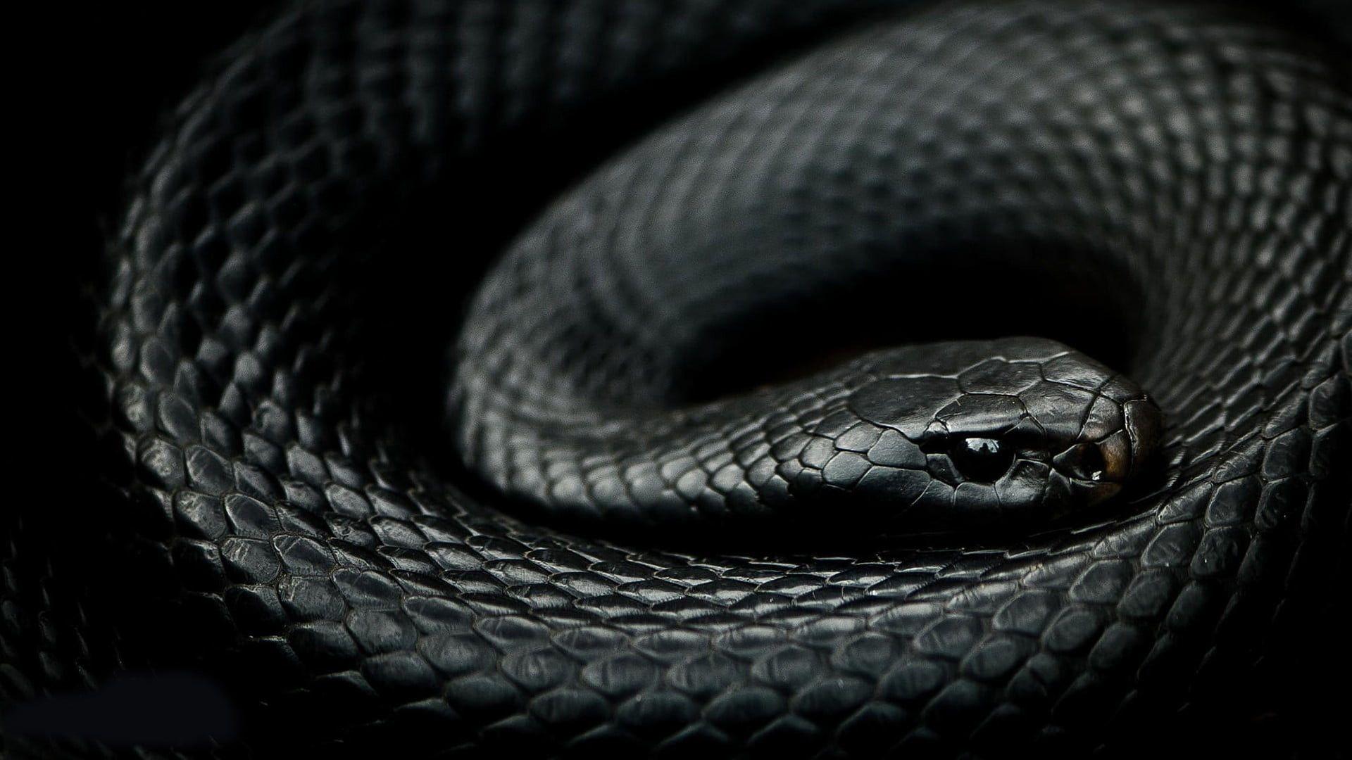 Black Mamba Snake Wallpapers Top Free Black Mamba Snake Backgrounds