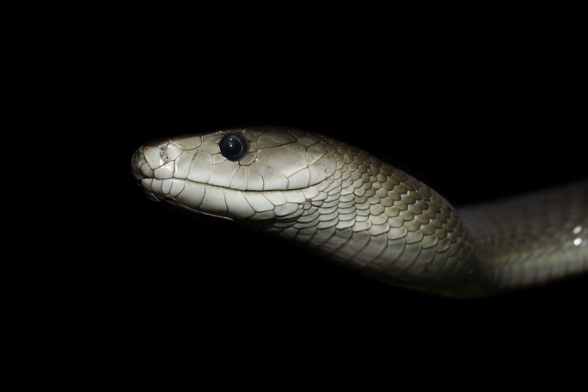 Black Mamba Snake Wallpapers Top Free Black Mamba Snake Backgrounds