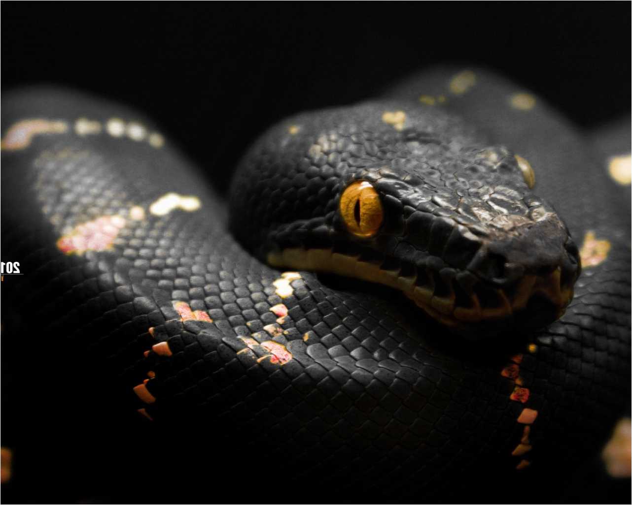Black Mamba Snake Wallpapers Top Free Black Mamba Snake Backgrounds