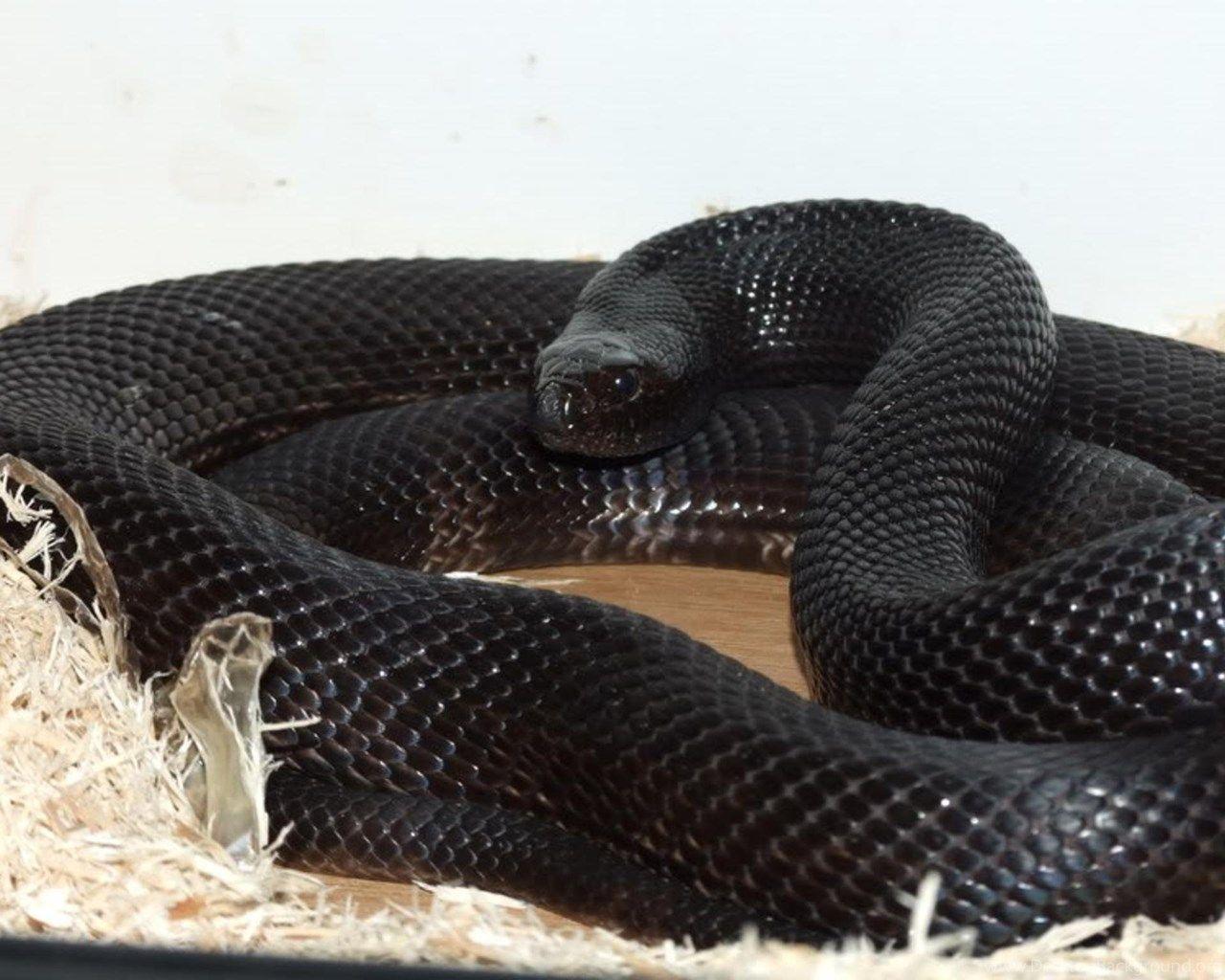 Black Mamba Snake Wallpapers Top Free Black Mamba Snake Backgrounds