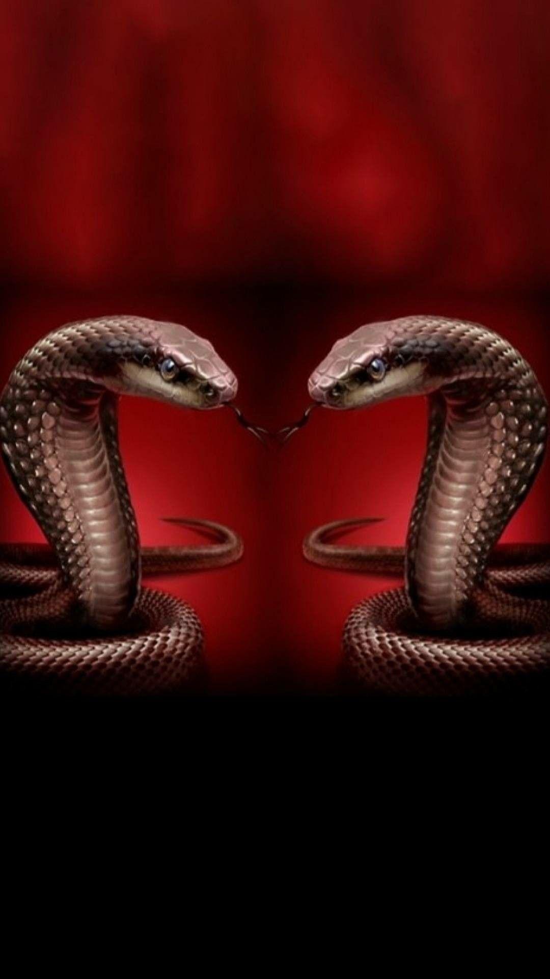 Black Mamba Snake Wallpapers Top Free Black Mamba Snake Backgrounds