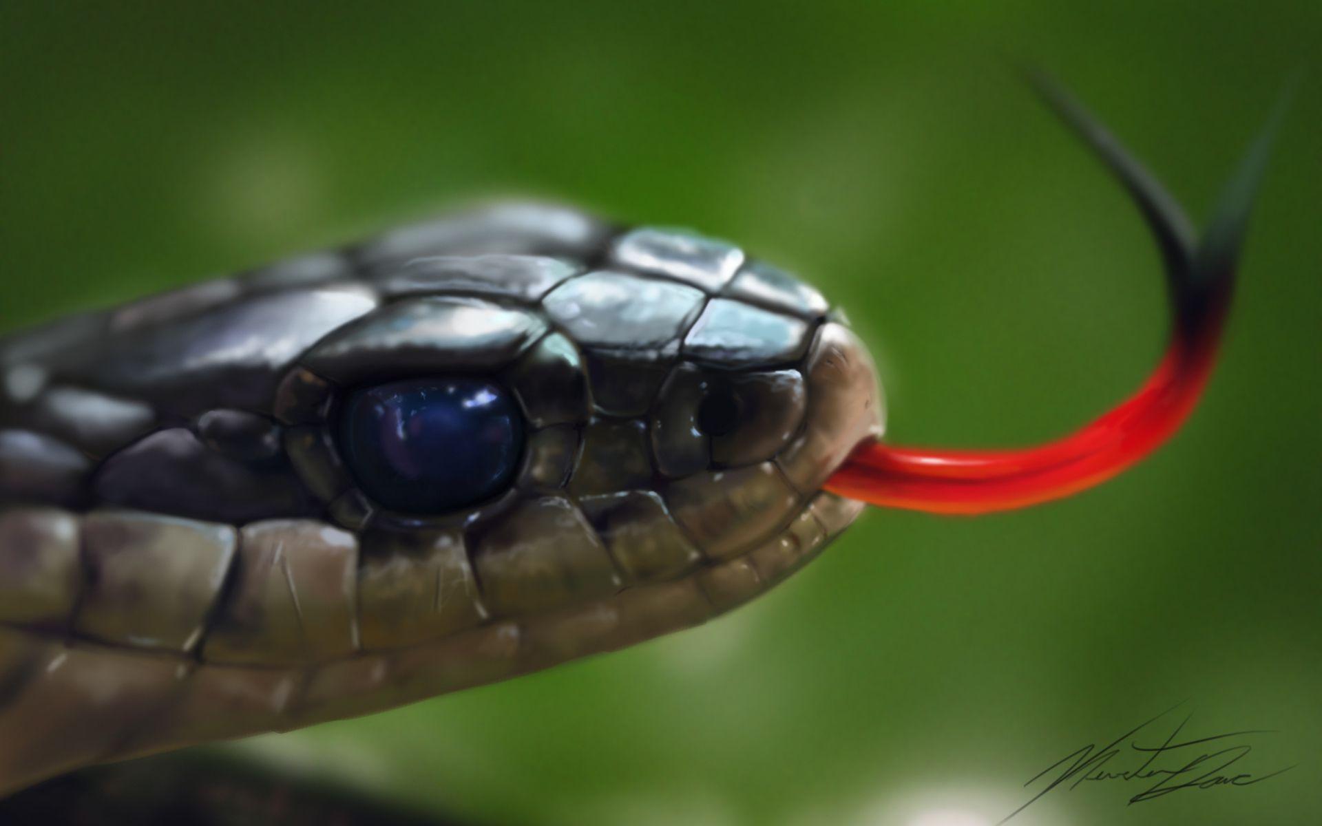 Black Mamba Snake Wallpapers Top Free Black Mamba Snake Backgrounds
