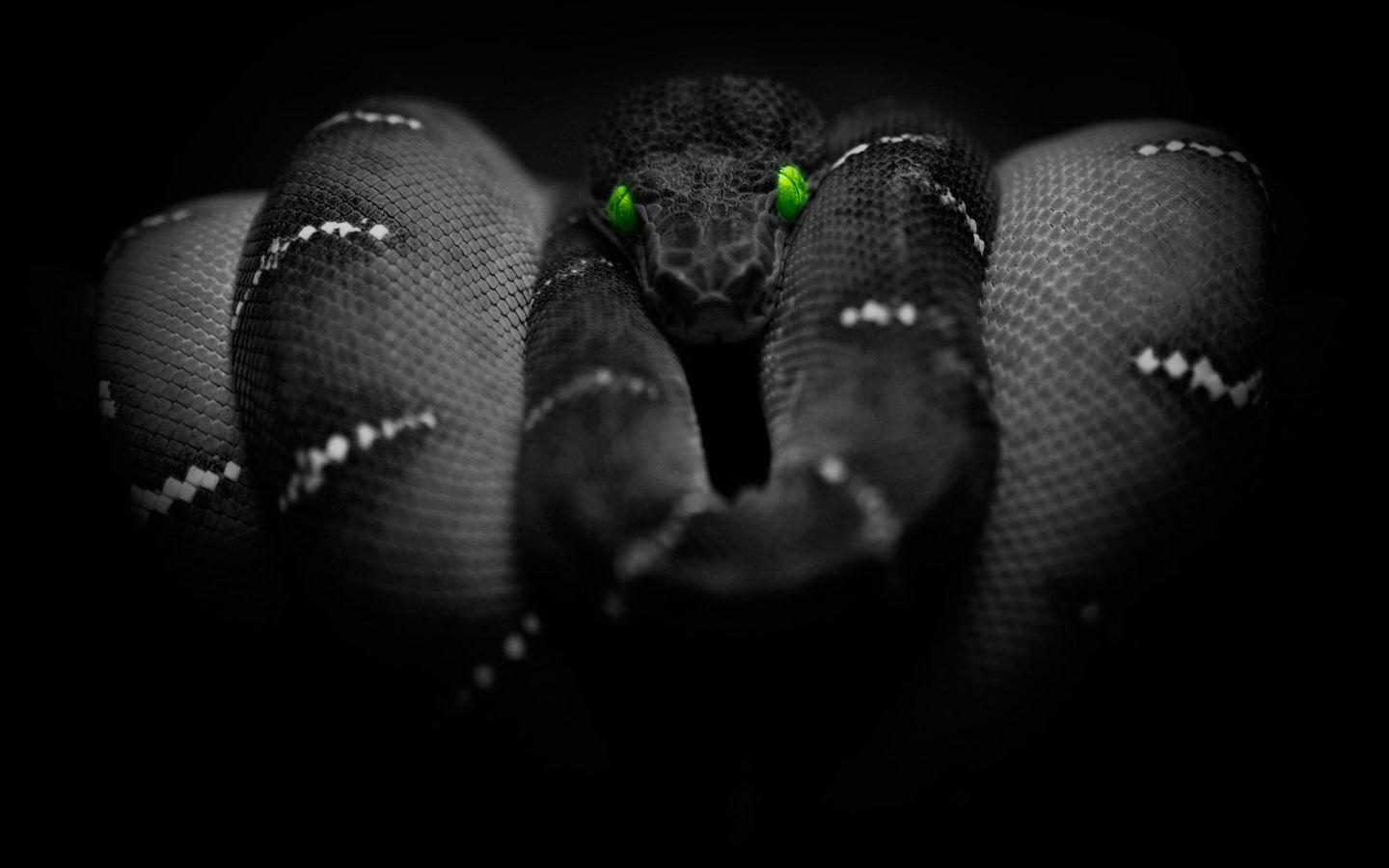 Black Mamba Snake Wallpapers Top Free Black Mamba Snake Backgrounds