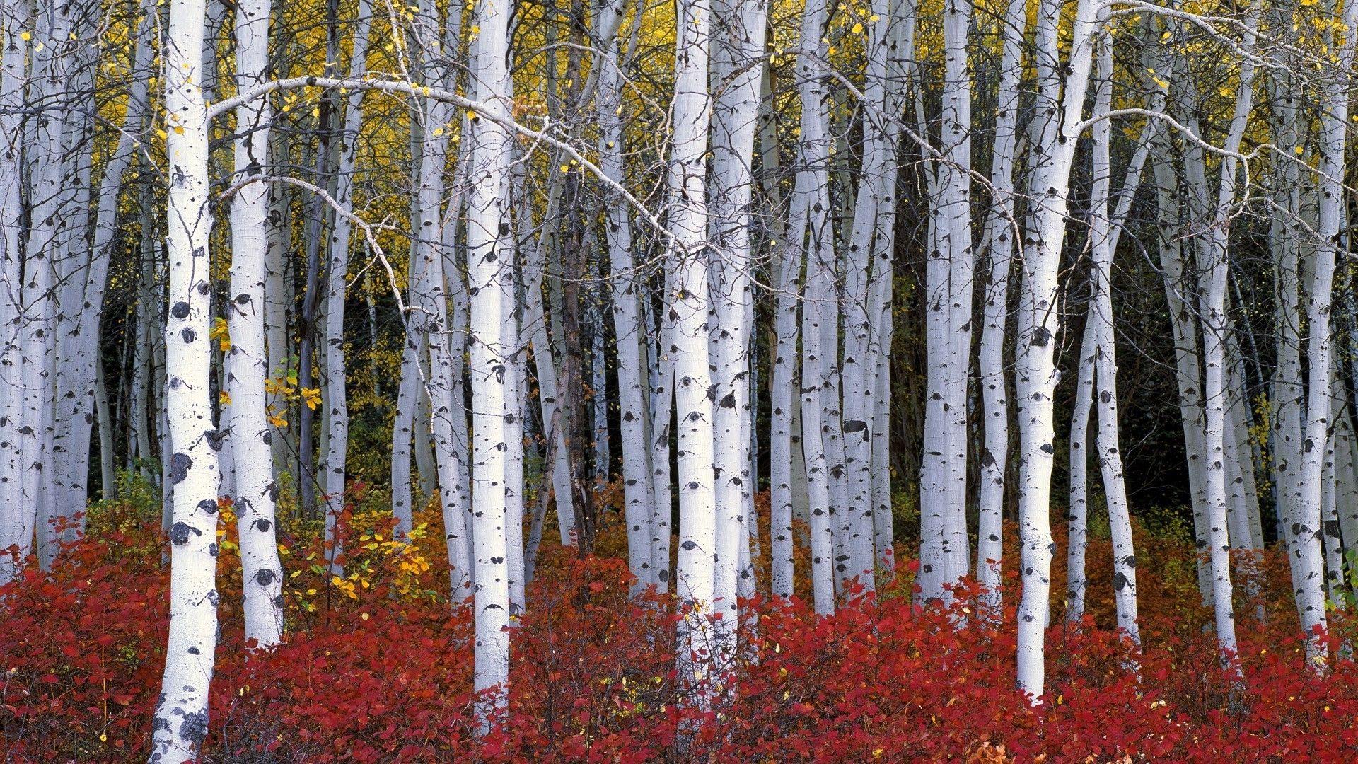 Birch Forest Wallpapers Top Free Birch Forest Backgrounds
