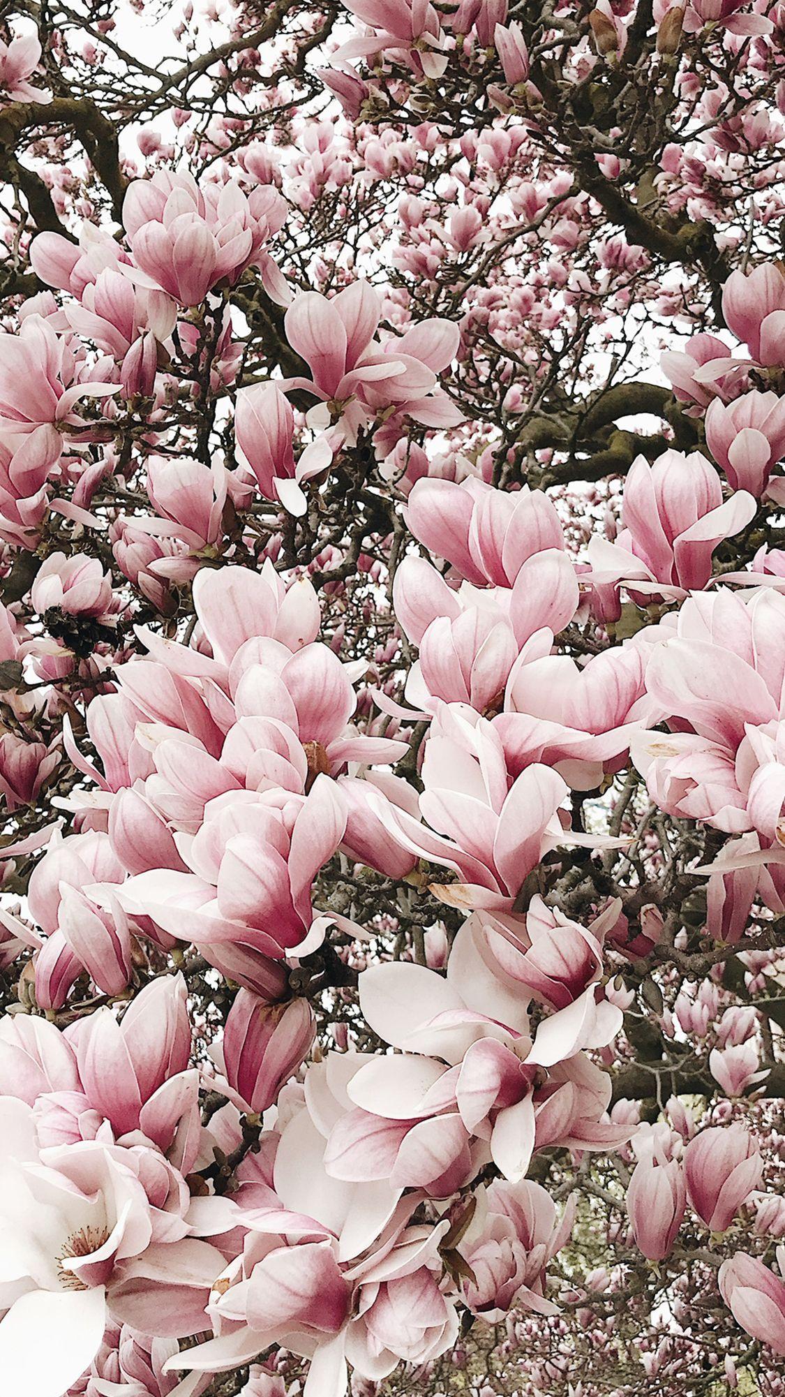 Magnolia Tree Wallpapers Top Free Magnolia Tree Backgrounds