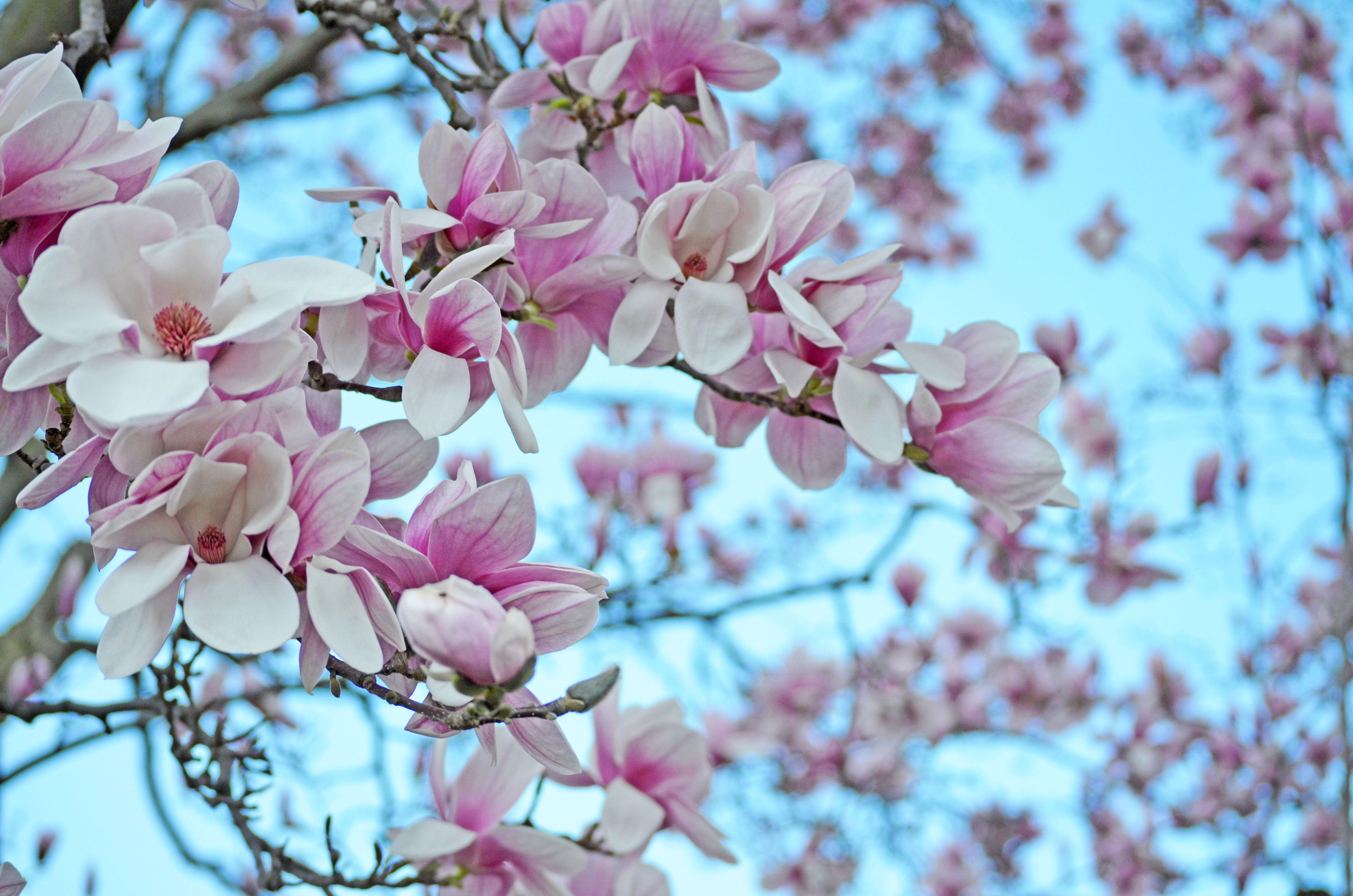 Magnolia Tree Wallpapers Top Free Magnolia Tree Backgrounds WallpaperAccess