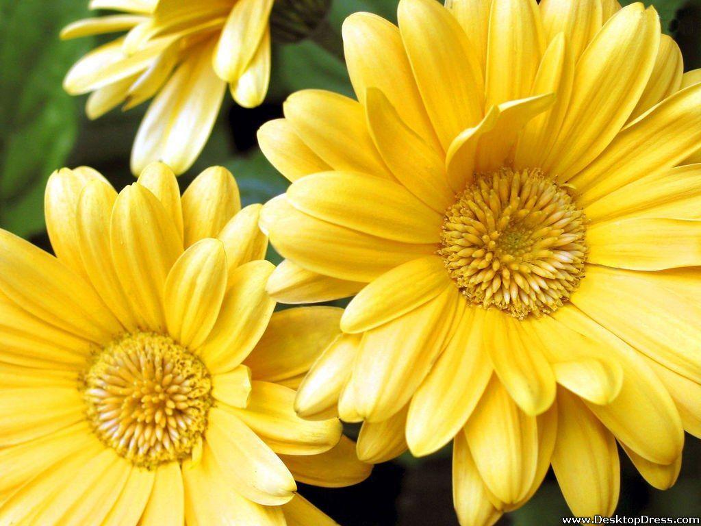 Yellow Daisy Flower Desktop Wallpapers Top Free Yellow Daisy Flower