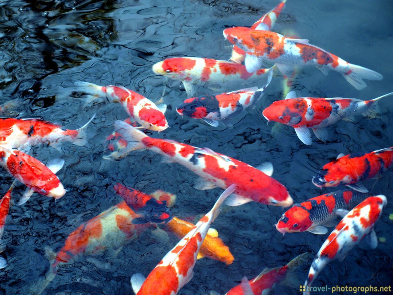Koi Fish Pond Wallpapers Top Free Koi Fish Pond Backgrounds