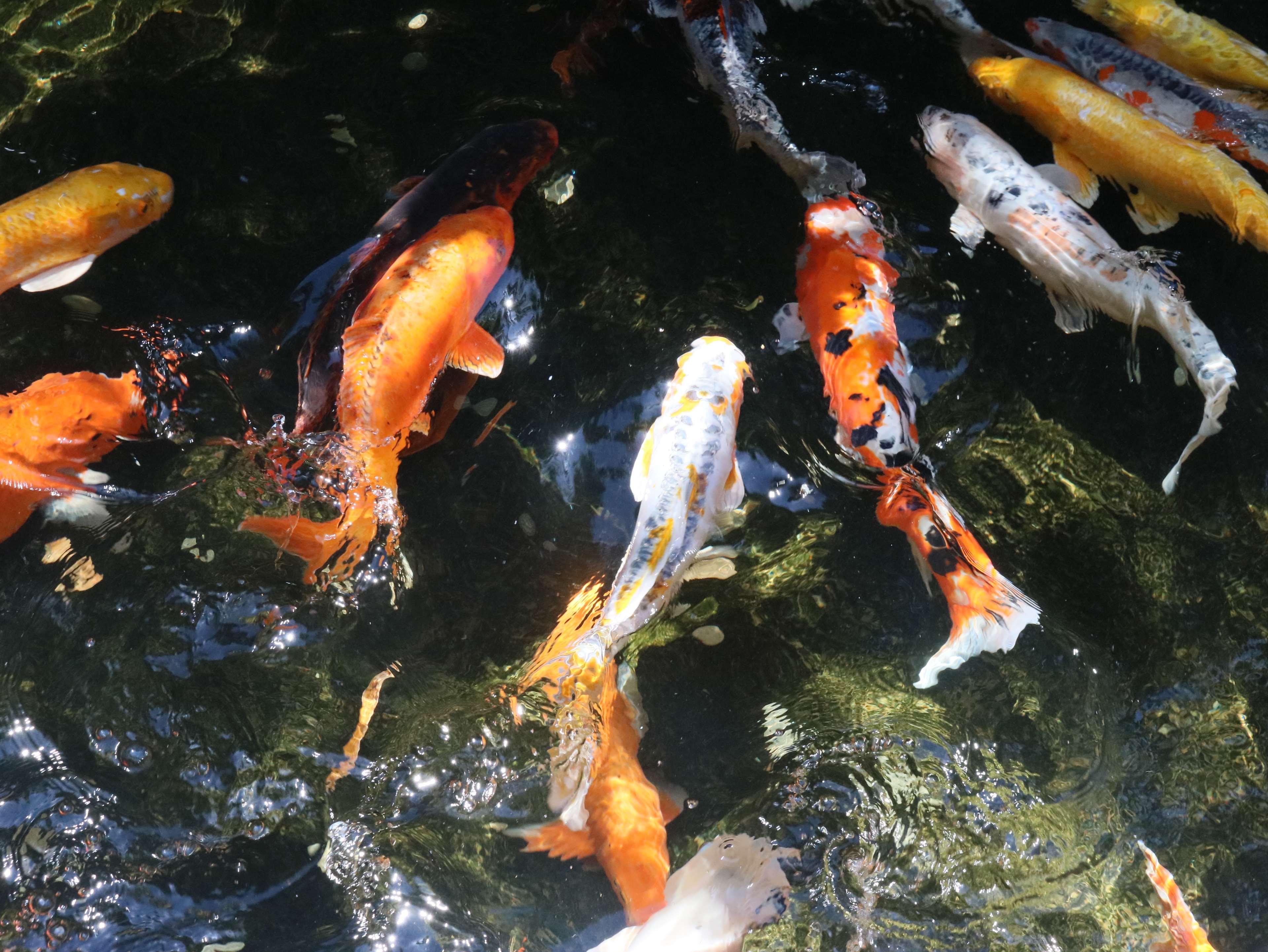 Koi Fish Pond Wallpapers Top Free Koi Fish Pond Backgrounds