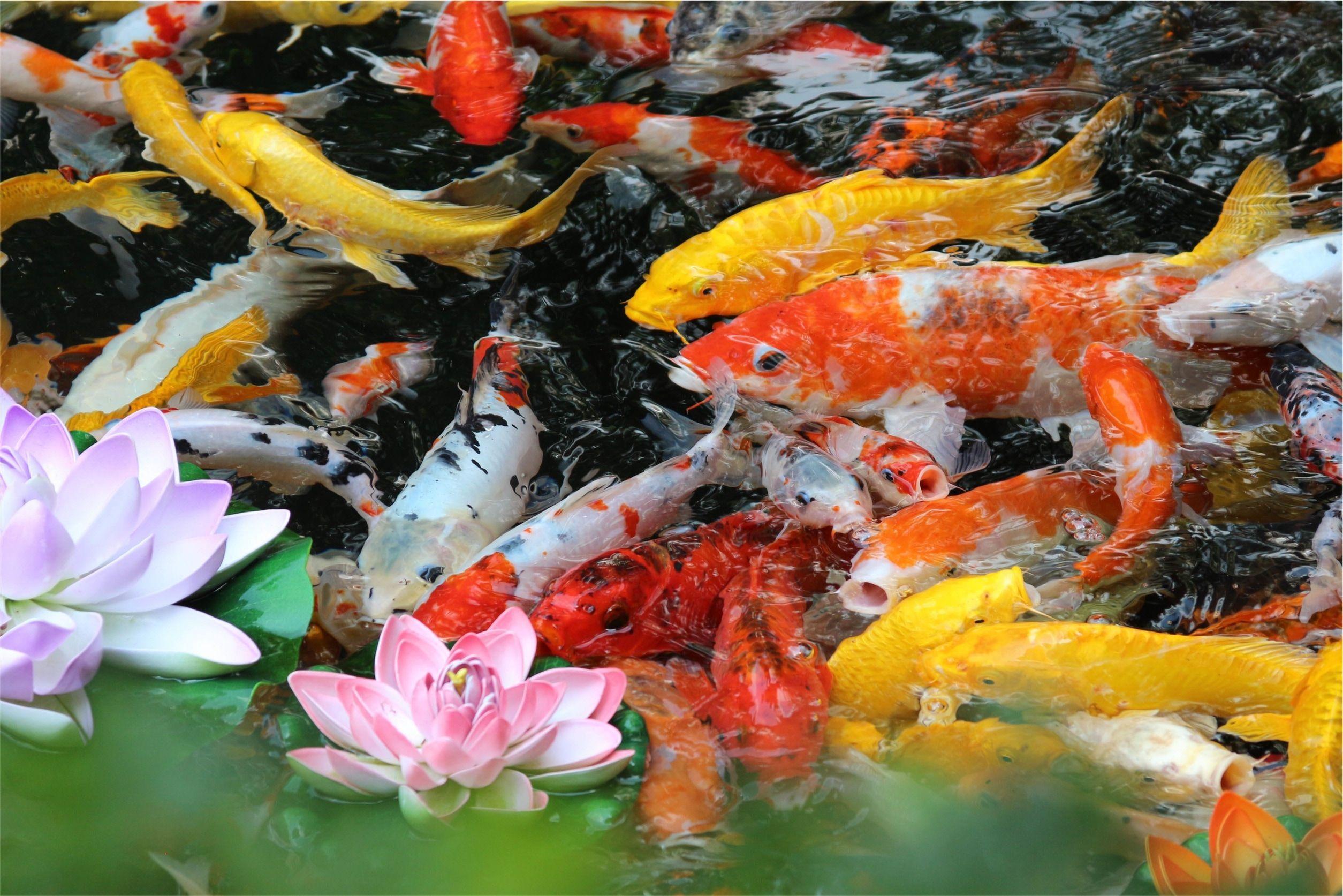 Koi Fish Pond Wallpapers Top Free Koi Fish Pond Backgrounds