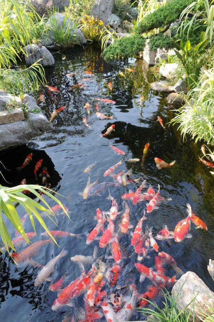 Koi Fish Pond Wallpapers Top Free Koi Fish Pond Backgrounds
