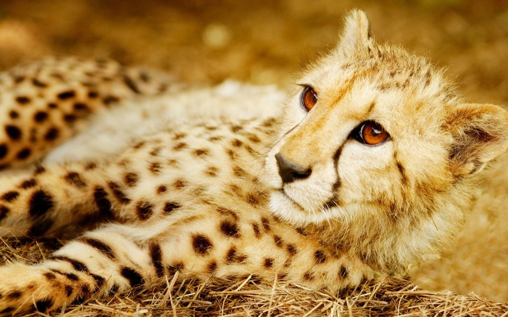 Cute Cheetah Wallpapers Top Free Cute Cheetah Backgrounds