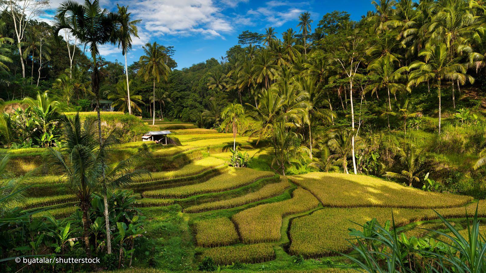 Rice Fields Bali Indonesia Wallpapers Top Free Rice Fields Bali