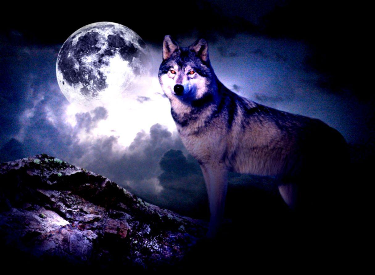 Wolf Moon Wallpapers Top Free Wolf Moon Backgrounds WallpaperAccess
