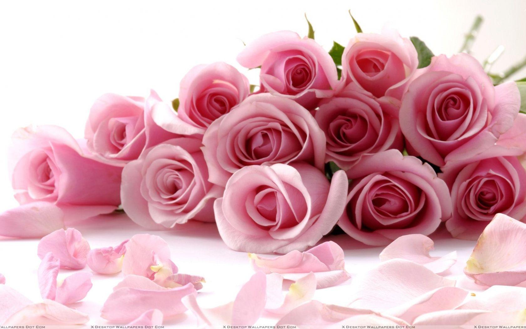 White and Pink Roses Wallpapers Top Free White and Pink Roses