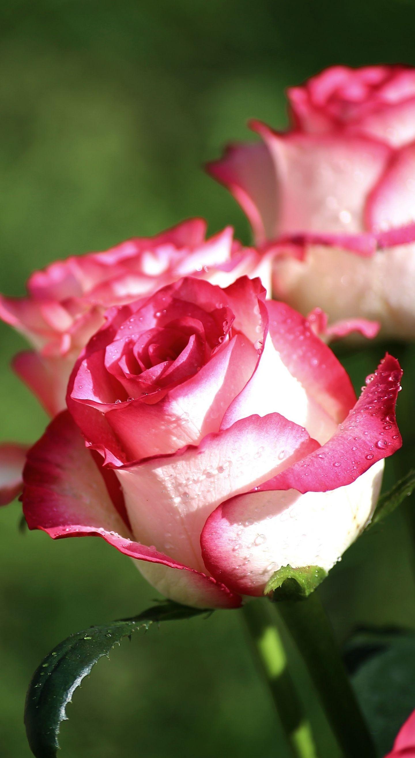 White and Pink Roses Wallpapers Top Free White and Pink Roses