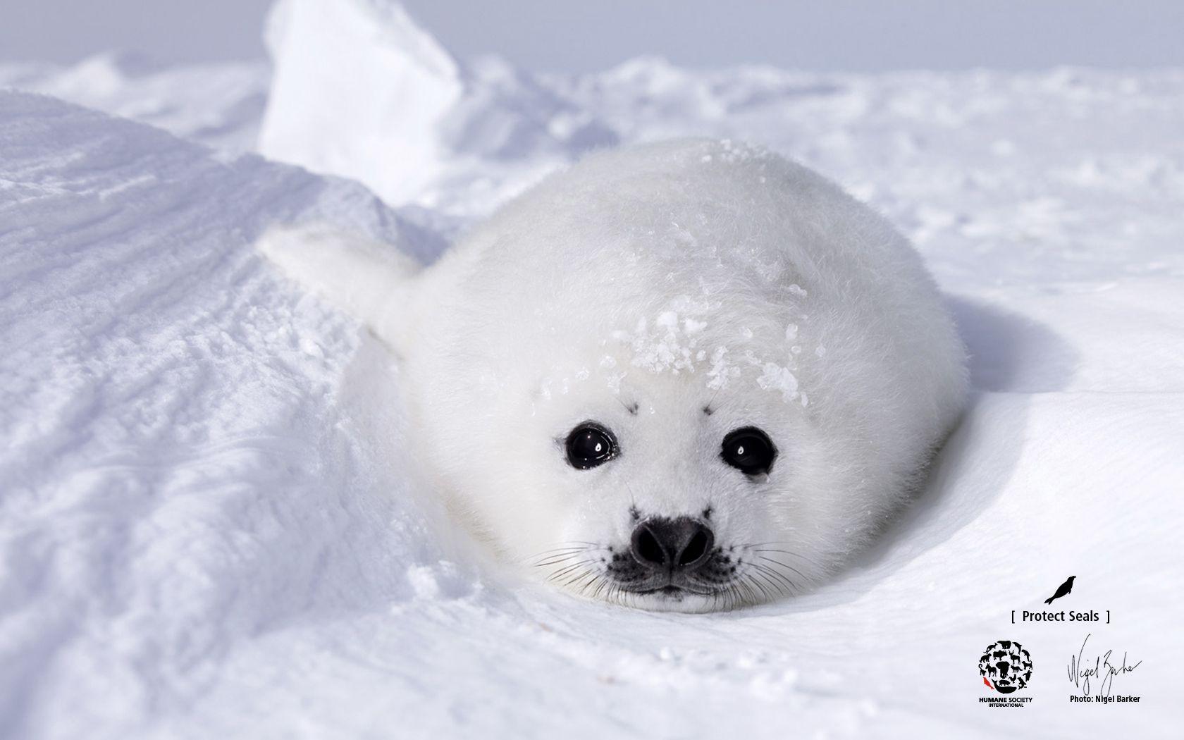 Japanese White Baby Seal Wallpapers Top Free Japanese White Baby Seal