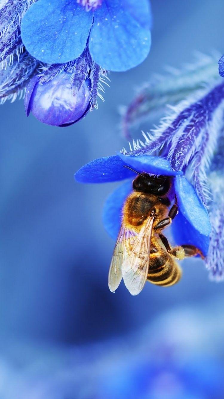 Bee and Flower Wallpapers Top Free Bee and Flower Backgrounds