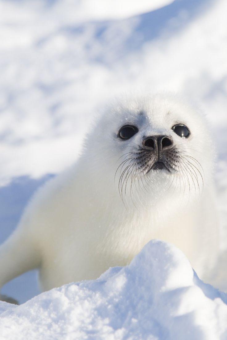 Japanese White Baby Seal Wallpapers Top Free Japanese White Baby Seal