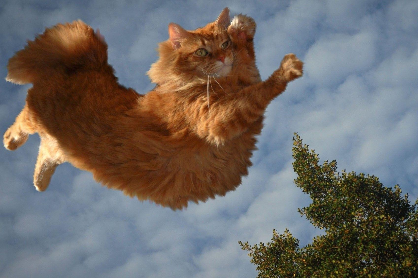 Animal Wallpapers Top Free Animal Backgrounds