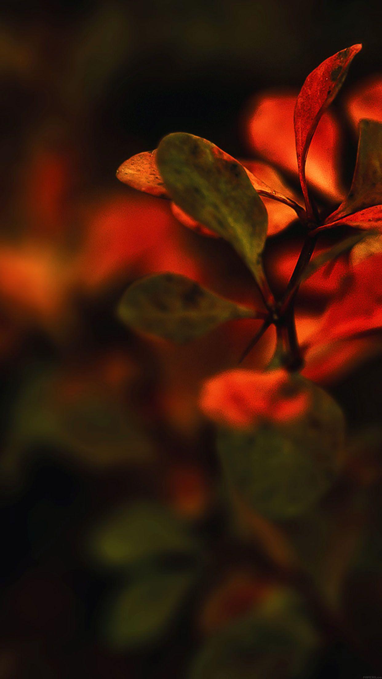 Red Flower iPhone Wallpapers Top Free Red Flower iPhone Backgrounds