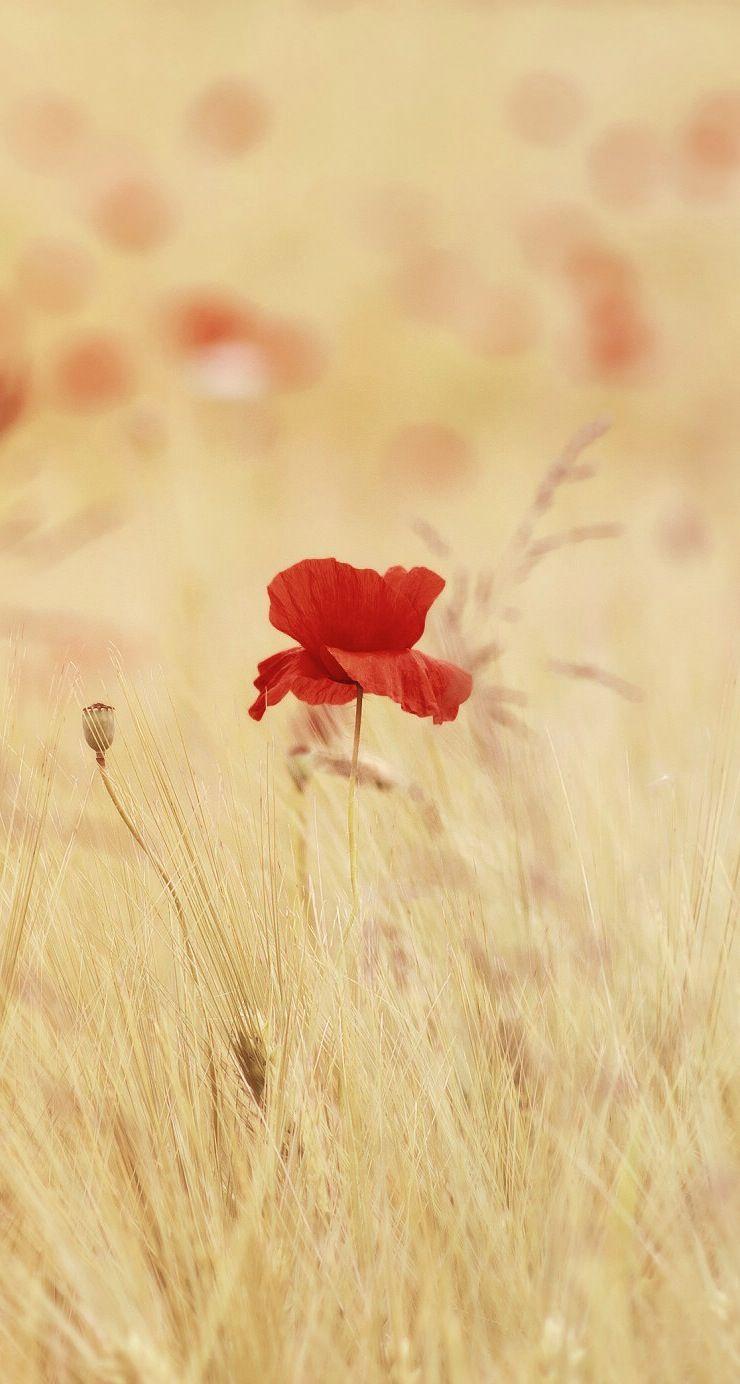 Nature Flowers iPhone Wallpapers Top Free Nature Flowers iPhone