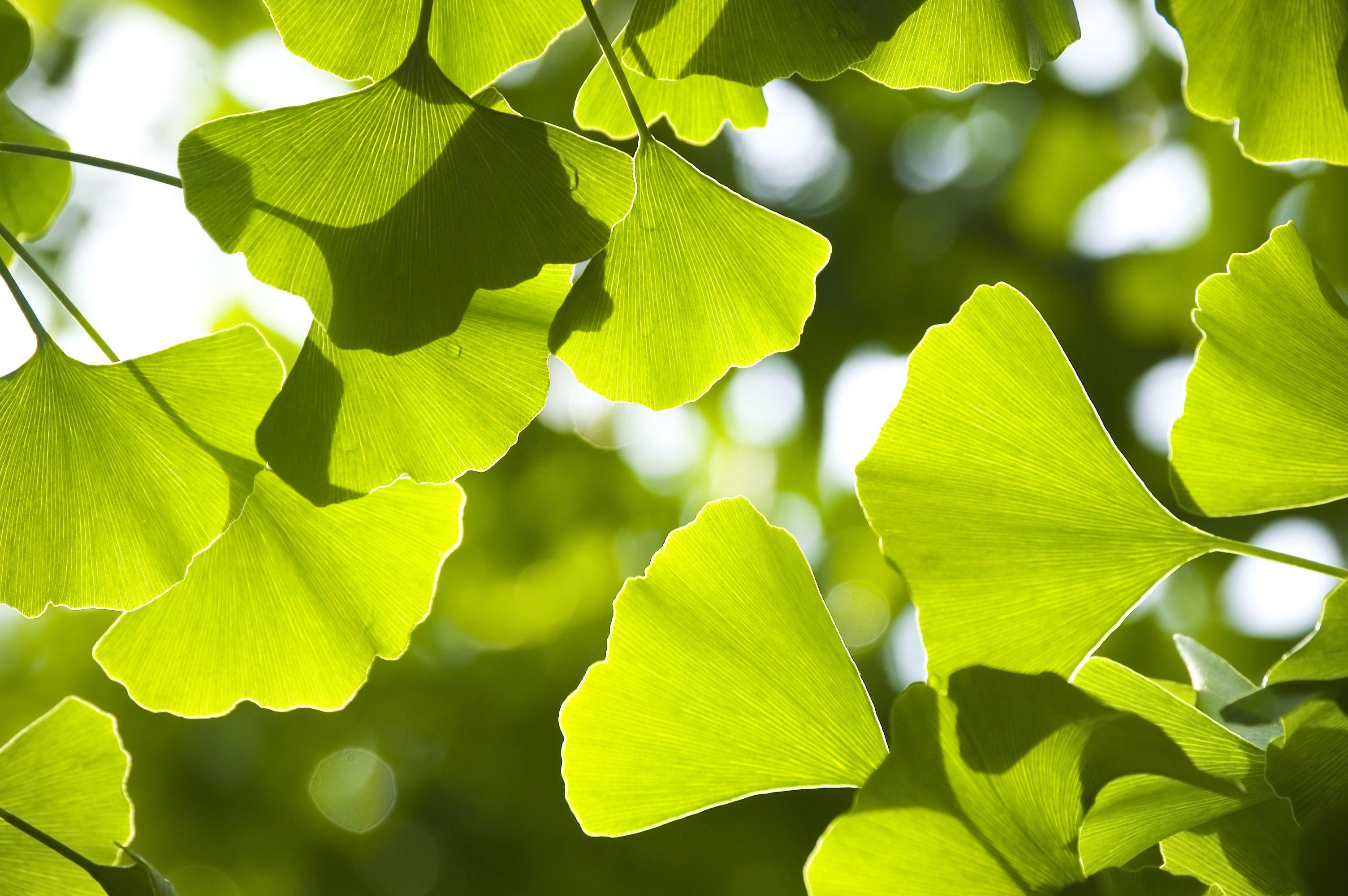 Ginkgo Wallpapers Top Free Ginkgo Backgrounds WallpaperAccess