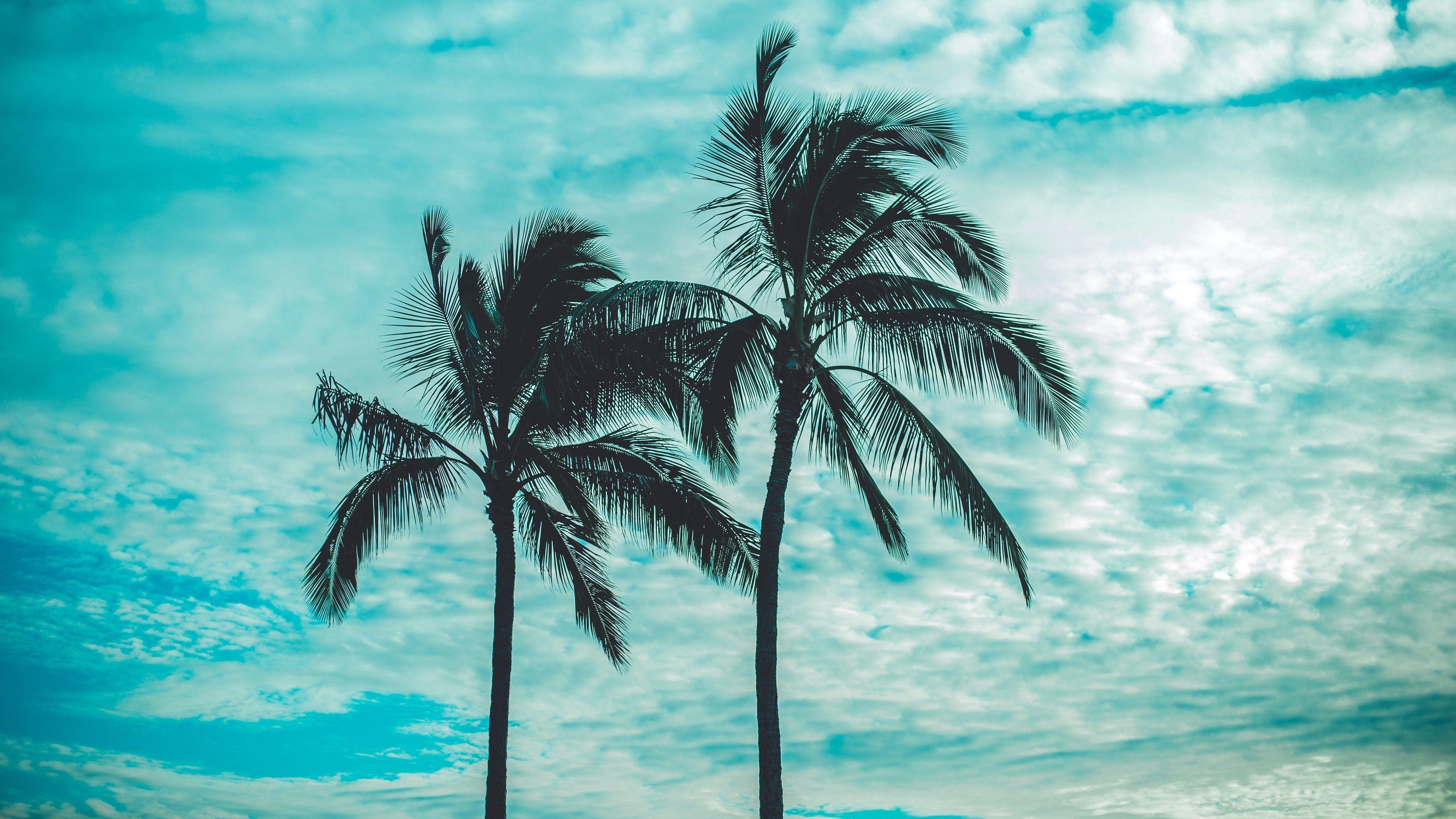 Palm Tree 4K Wallpapers Mới Cập Nhật