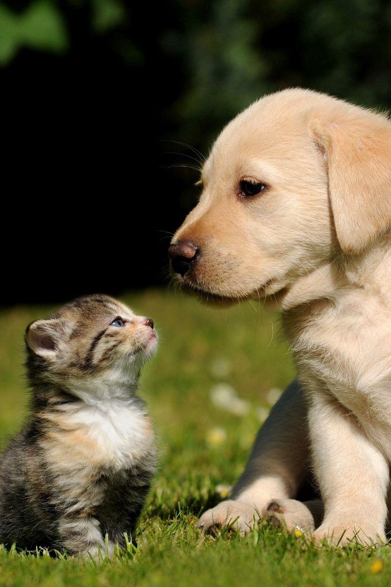 Cute Puppies and Kittens Wallpapers Top Free Cute Puppies and Kittens