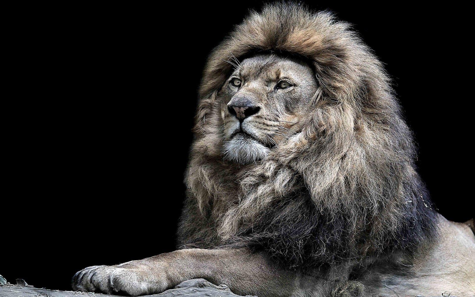 Male Lion Wallpapers Top Free Male Lion Backgrounds WallpaperAccess