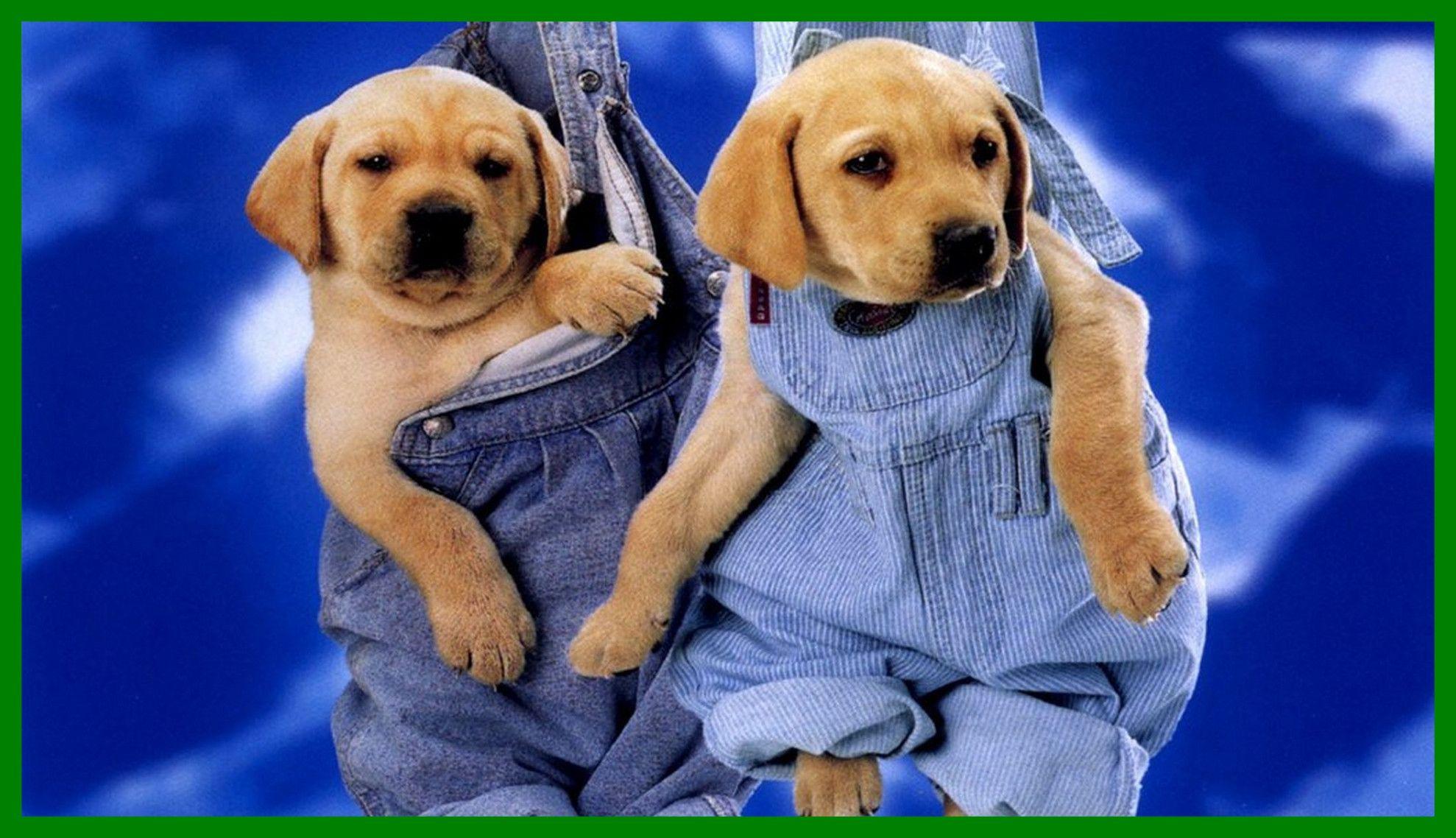 Cute Puppy Wallpapers Top Free Cute Puppy Backgrounds WallpaperAccess