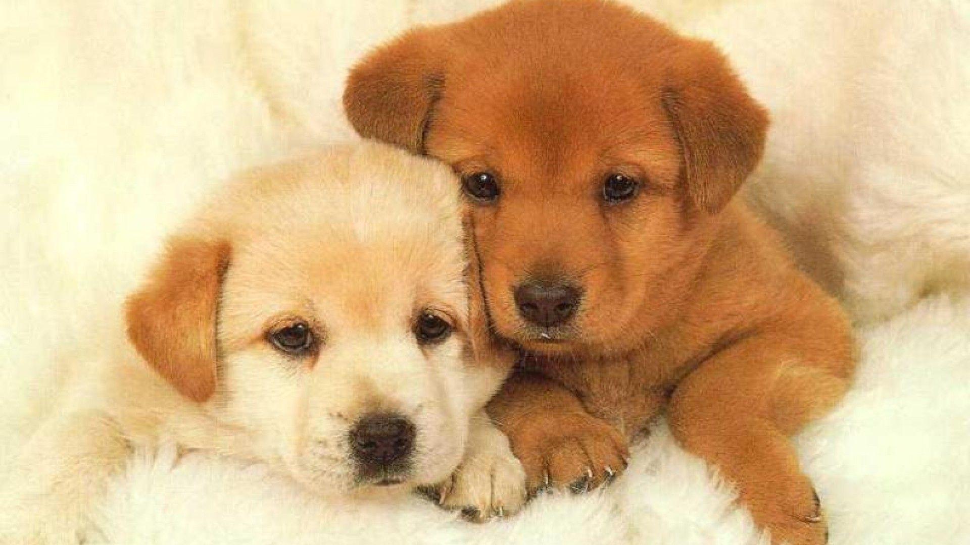 Cute Puppy Wallpapers Top Free Cute Puppy Backgrounds WallpaperAccess