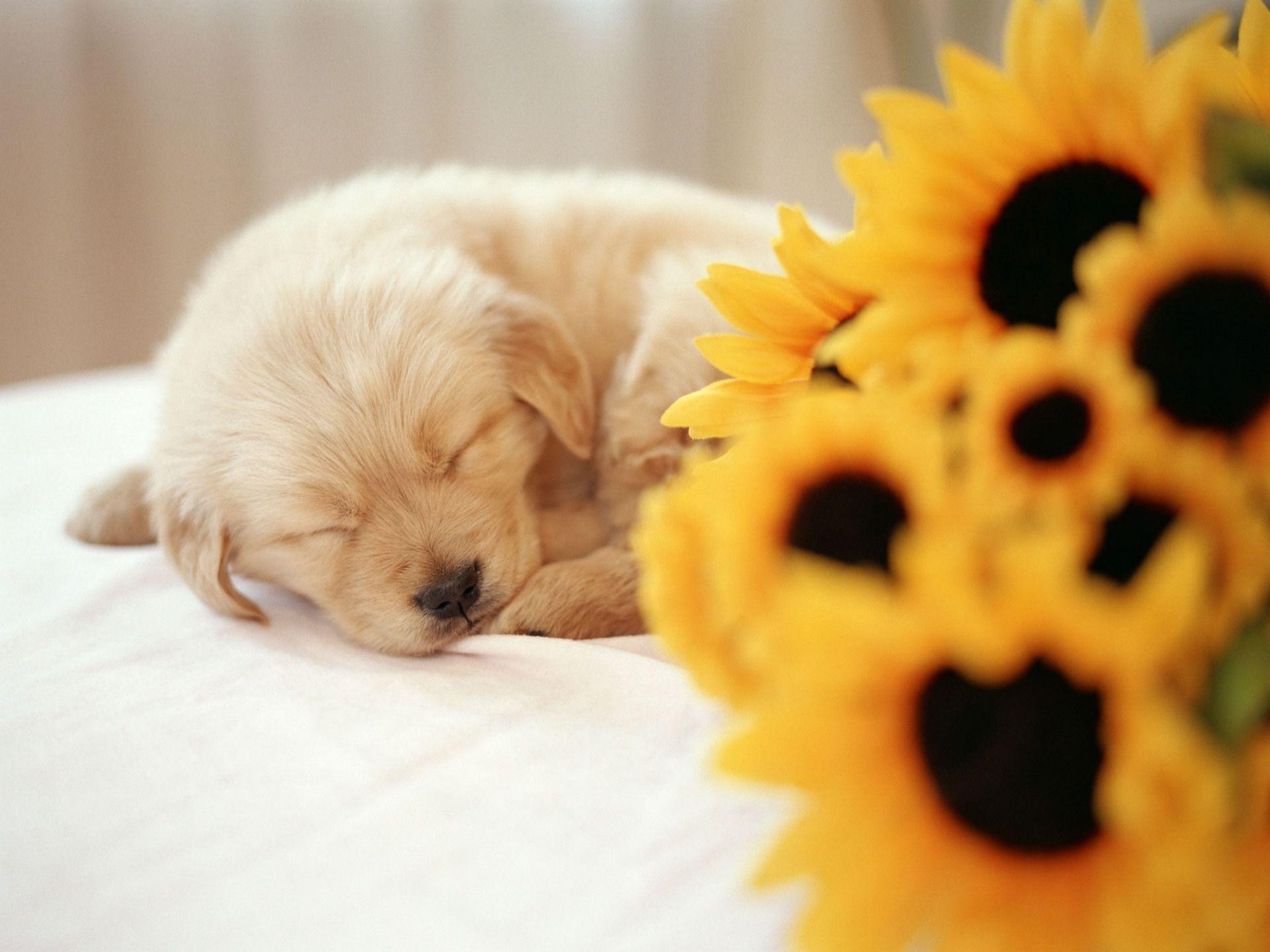 Cute Puppy Wallpapers Top Free Cute Puppy Backgrounds WallpaperAccess