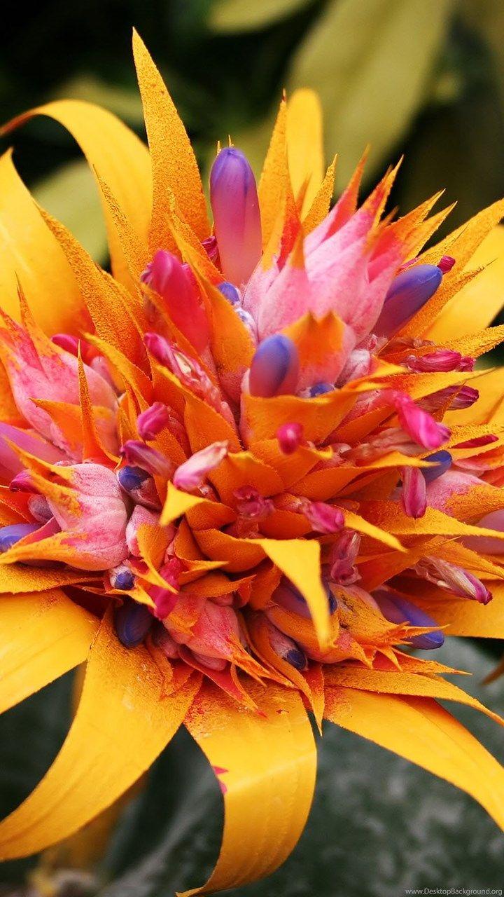 Tropical Flower Phone Wallpapers Top Free Tropical Flower Phone