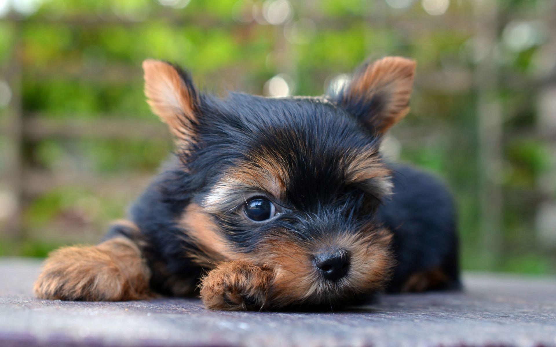 Cute Yorkie Wallpapers Top Free Cute Yorkie Backgrounds WallpaperAccess