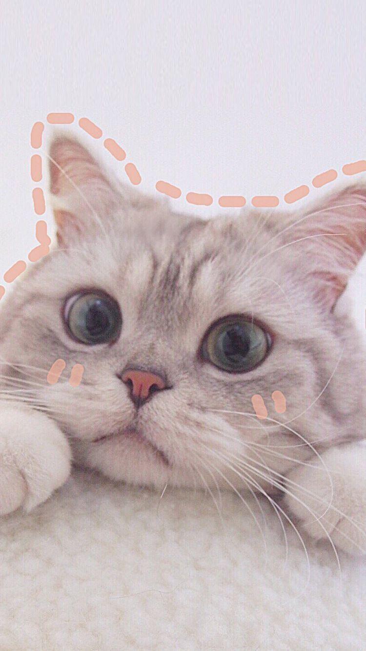 Cute Cat Aesthetic Wallpapers Top Free Cute Cat Aesthetic Backgrounds