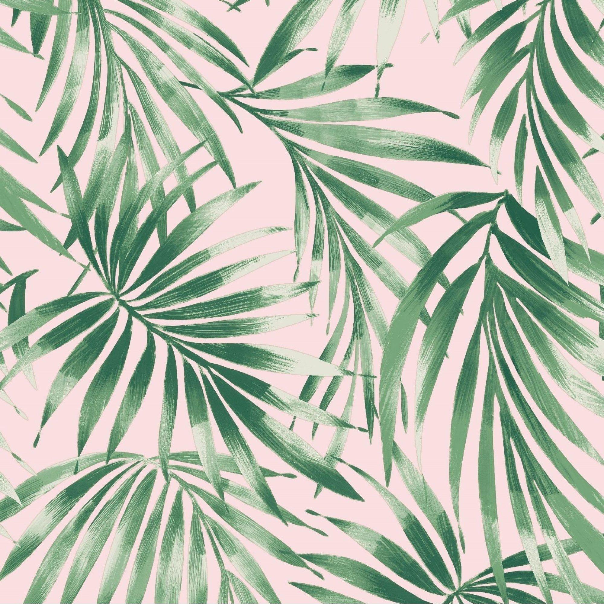 Tropical Pink Wallpapers Top Free Tropical Pink Backgrounds