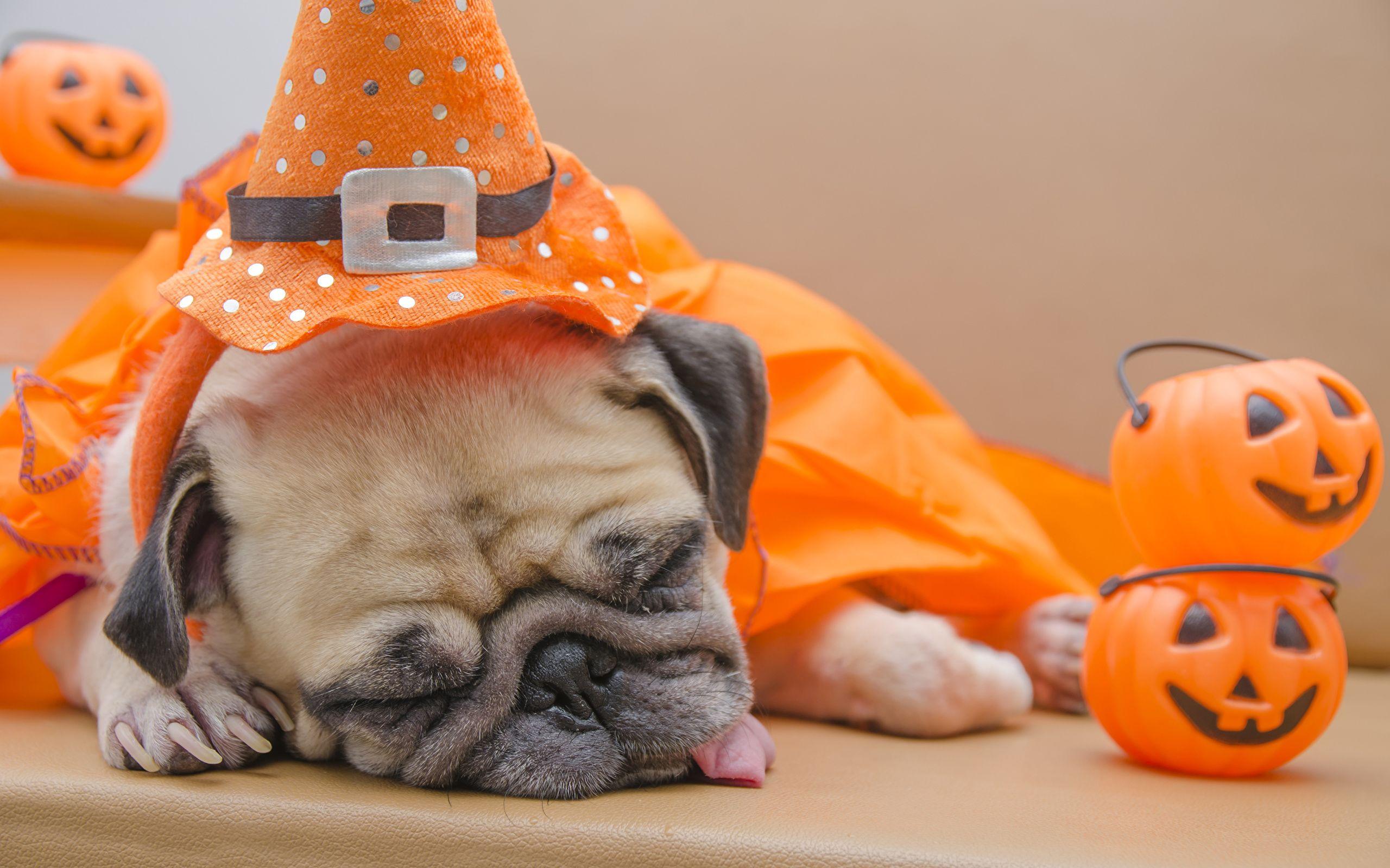 Halloween Puppies Wallpapers Top Free Halloween Puppies Backgrounds