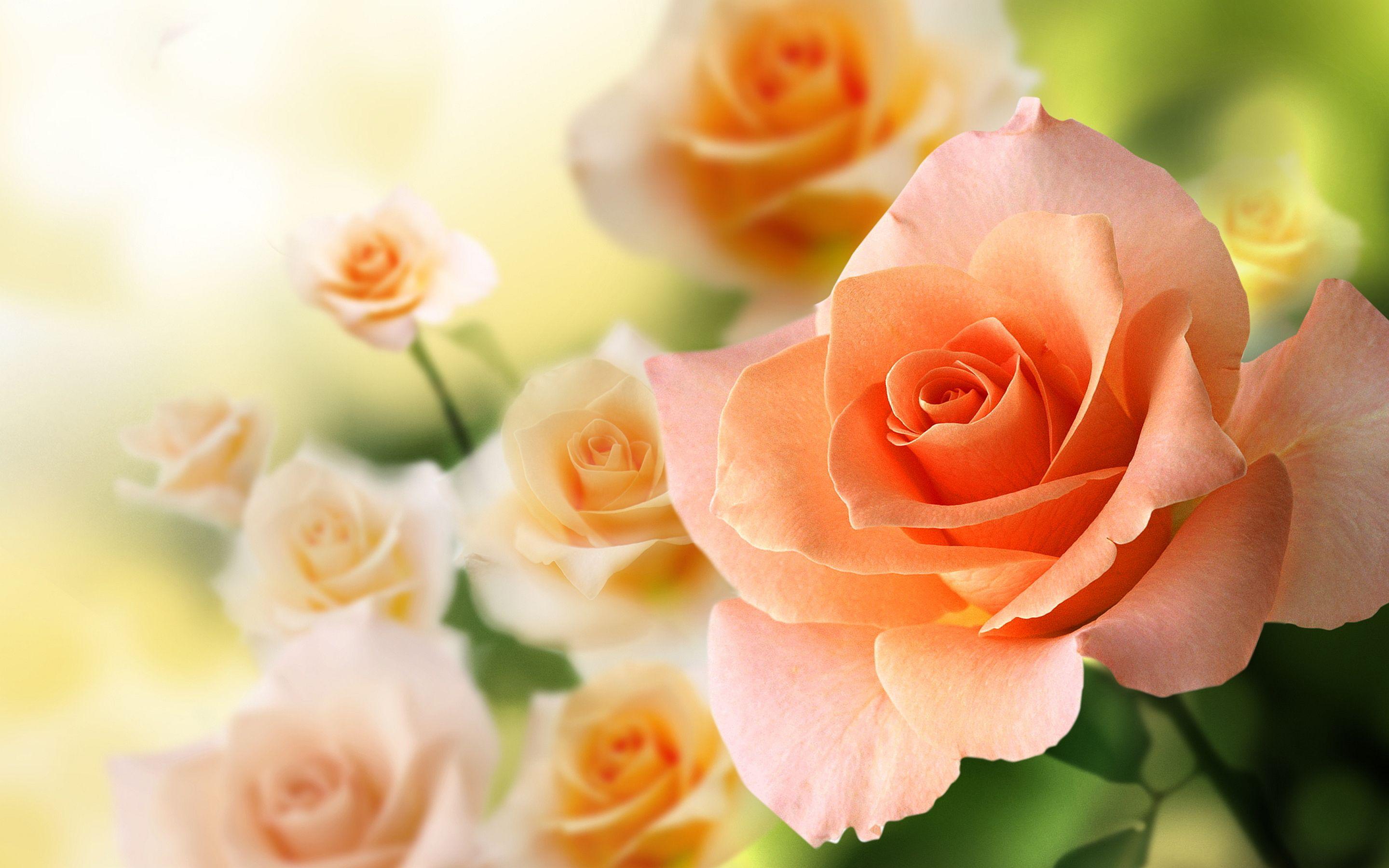 Peach Rose Wallpapers Top Free Peach Rose Backgrounds WallpaperAccess