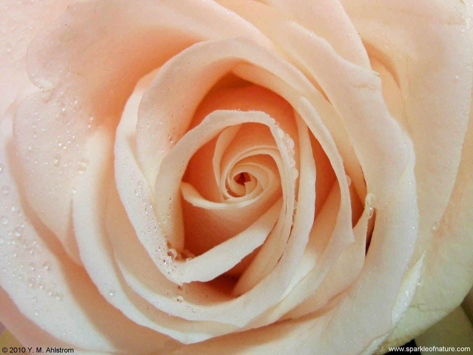 Peach Rose Wallpapers Top Free Peach Rose Backgrounds WallpaperAccess