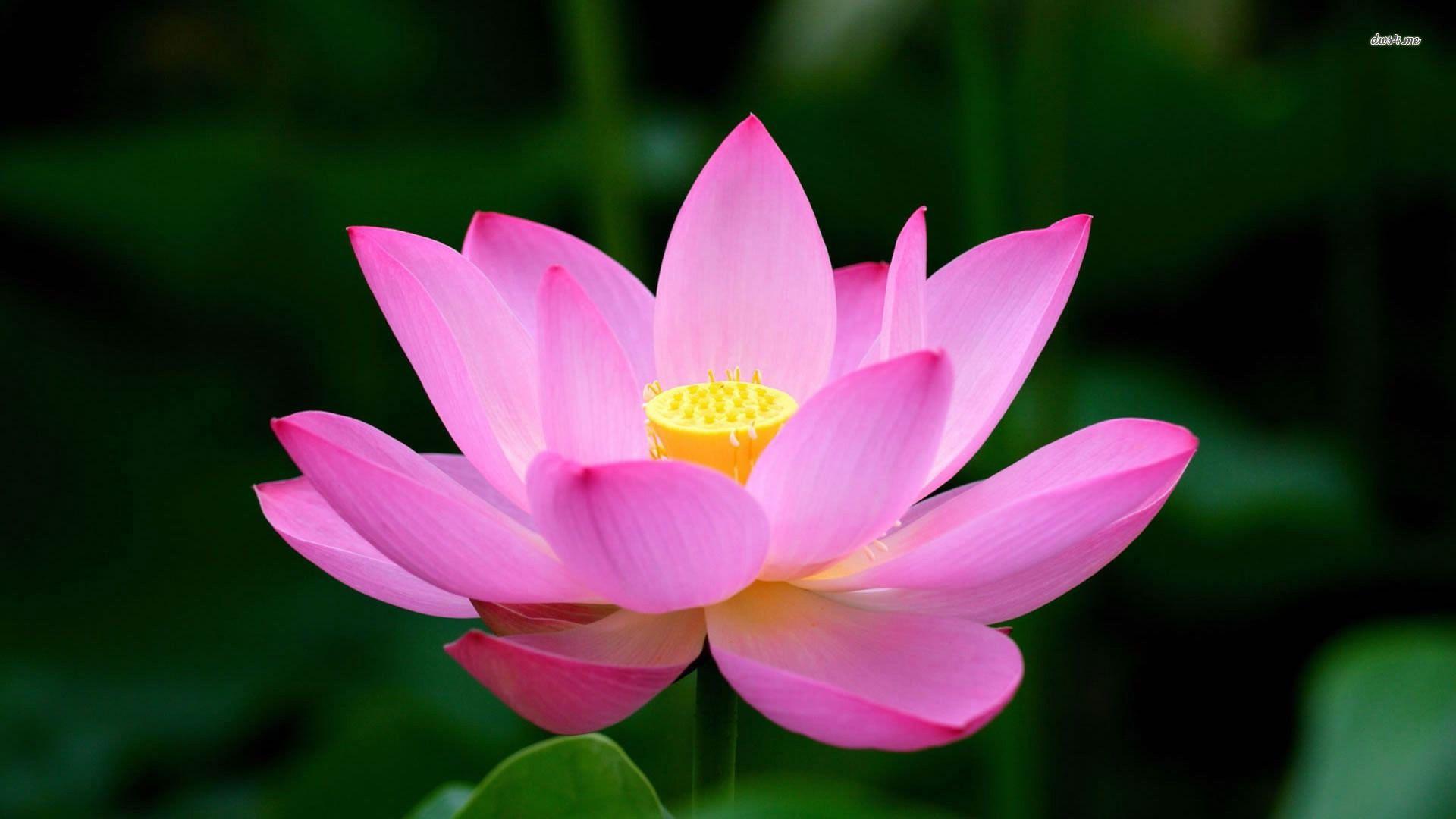 Purple Lotus Wallpapers Top Free Purple Lotus Backgrounds