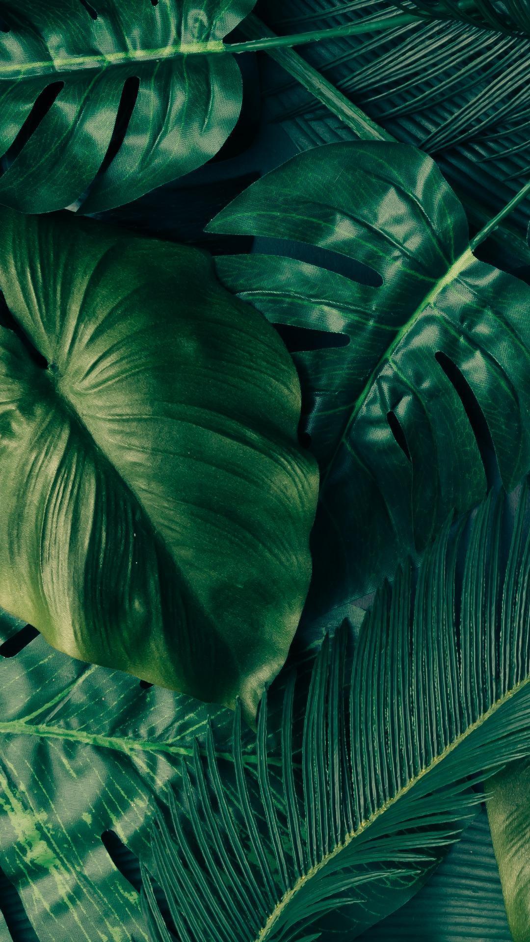 Tropical Leaves iPhone Wallpapers Top Free Tropical Leaves iPhone