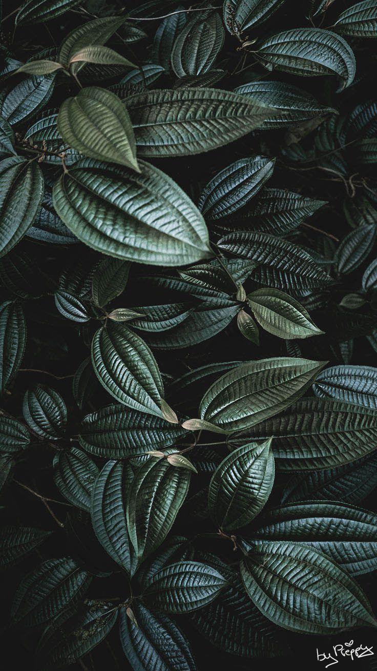 Tropical Leaves iPhone Wallpapers Top Free Tropical Leaves iPhone