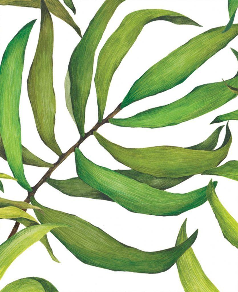 Tropical Leaves iPhone Wallpapers Top Free Tropical Leaves iPhone