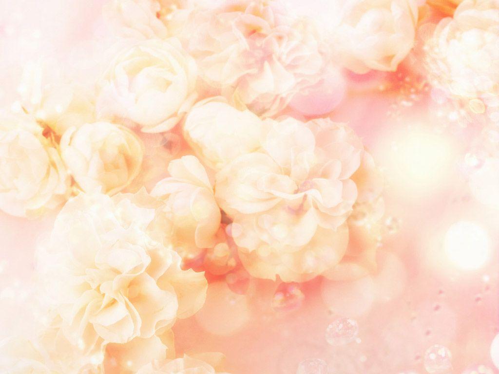 Peach Floral Wallpapers Top Free Peach Floral Backgrounds
