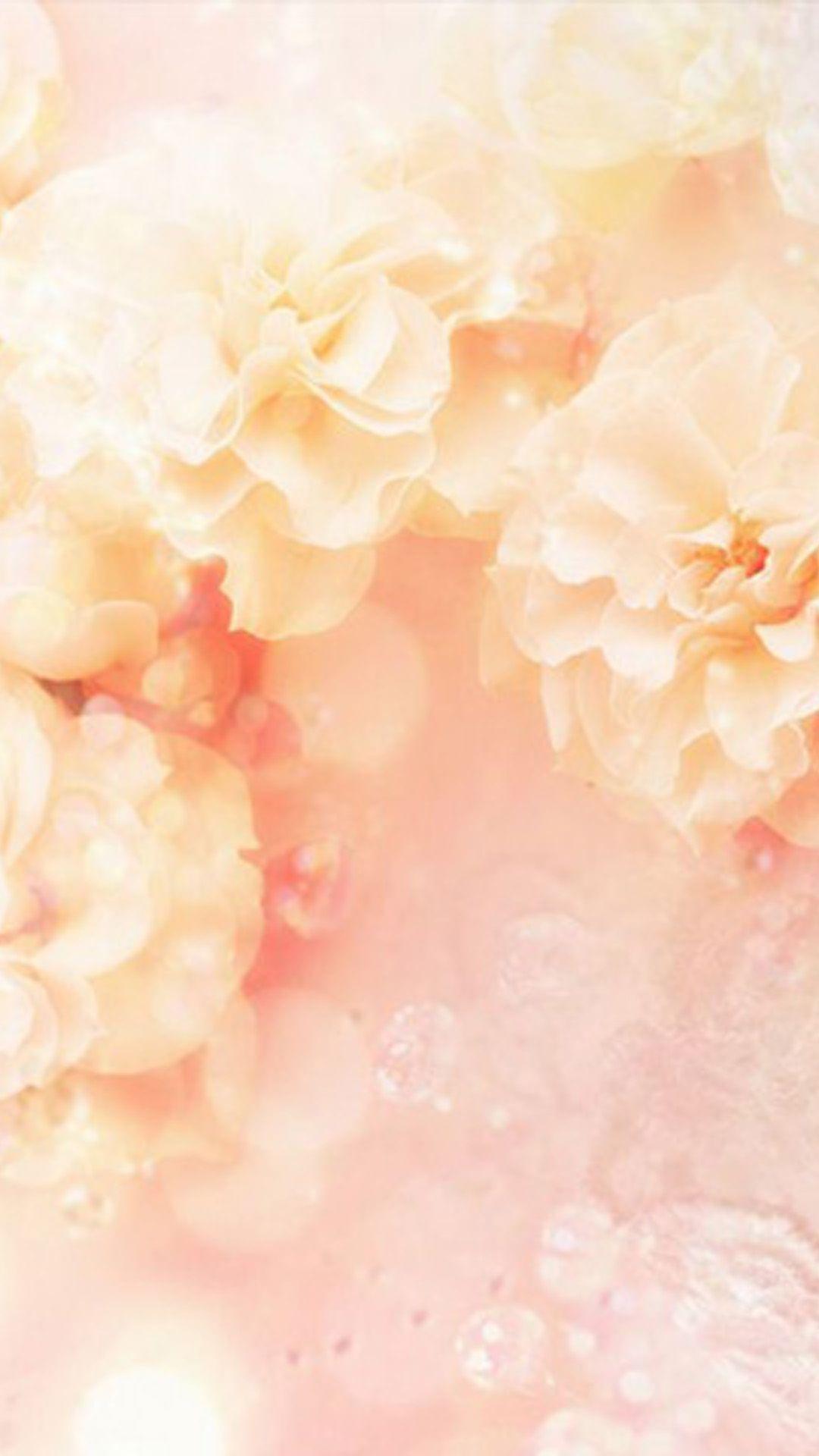 Peach Floral Wallpapers Top Free Peach Floral Backgrounds