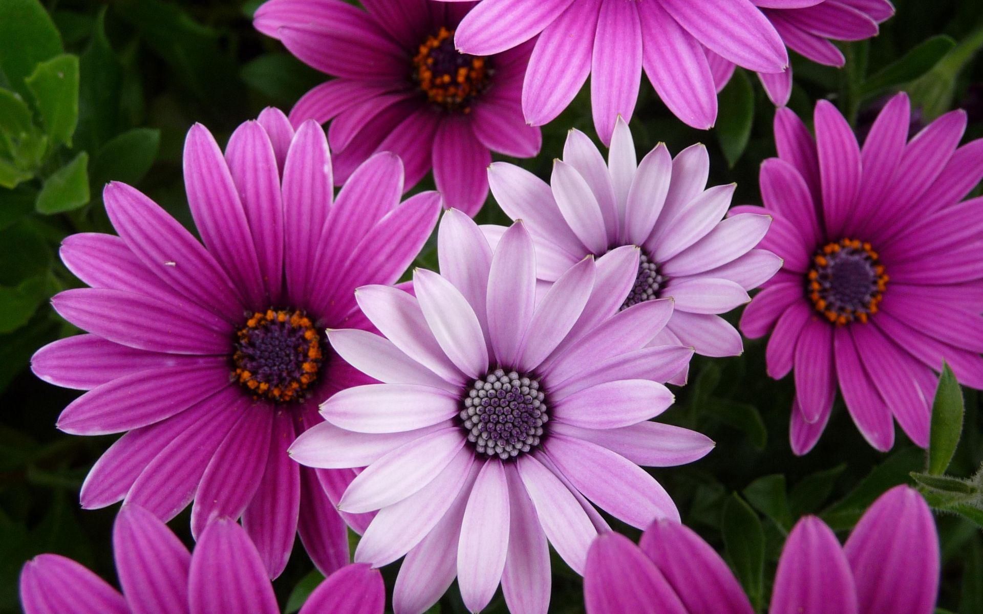 Pink and Purple Flower Wallpapers Top Free Pink and Purple Flower